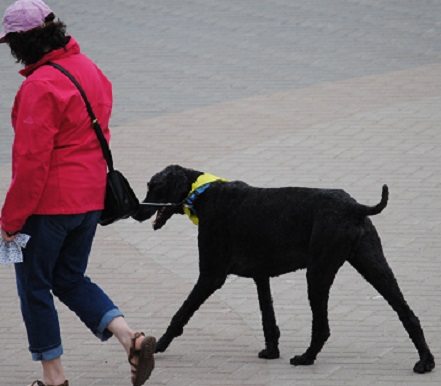UPDATED: Laurentian Playground recommended by City staff for second off-leash dog park