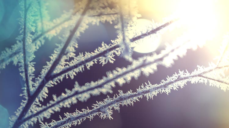 It’s that time of year: frost advisory!
