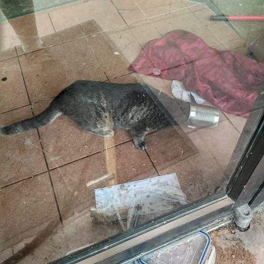 Downtown ‘Tin Can Cat’ freed