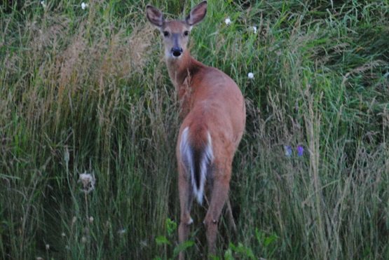 MNRF undertaking chronic wasting disease surveillance