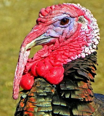 Lots of turkeys on the roads this Thanksgiving weekend