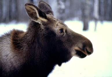 Mississauga man facing $20,000 in charges for illegally hunting moose