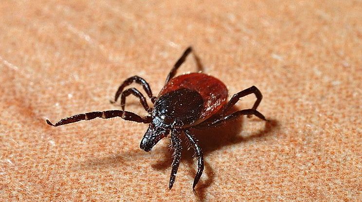 Health Unit says ticks positive for Lyme Disease found locally
