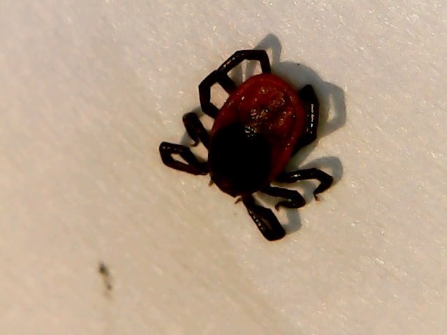 Tick with bacteria that causes Lyme disease found in region