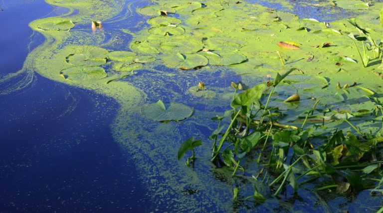 Harmful algae bloom in Callander Bay, Lake Bernard