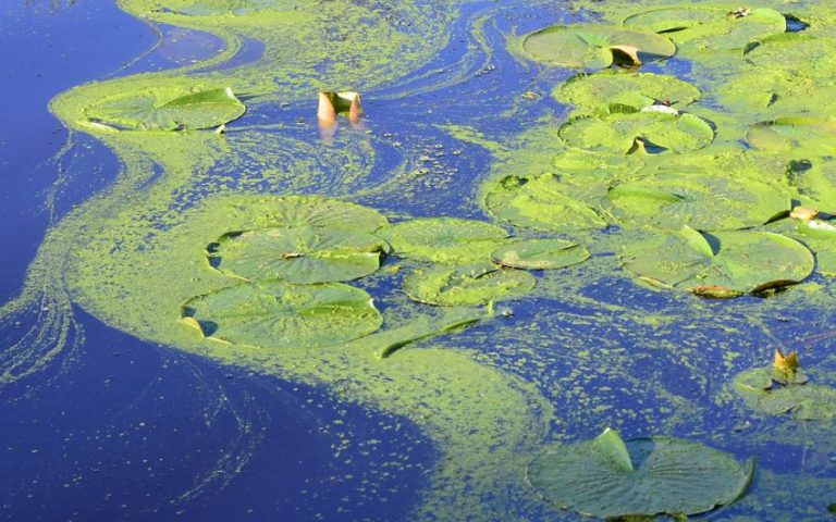 More Lake Nipissing blue-green algae confirmed: Health Unit