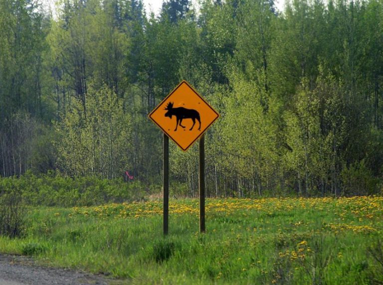 Multiple collisions with same moose leads OPP to caution drivers