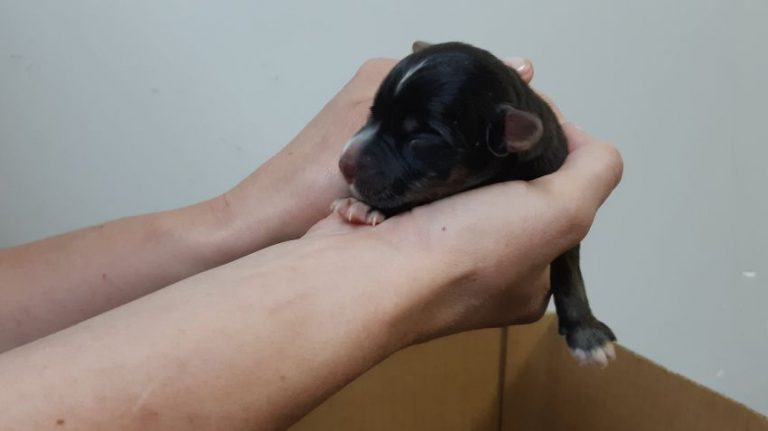 Outpouring of support for abandoned pups