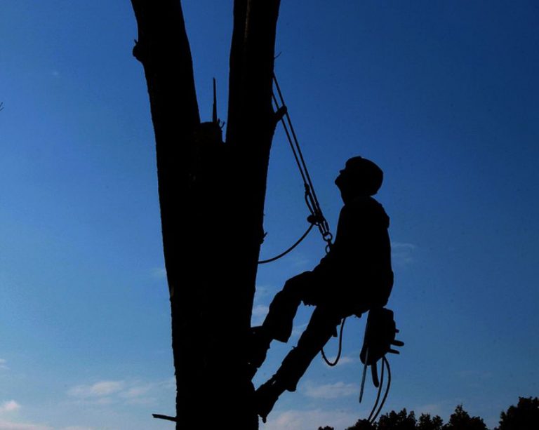 Waterfront ash trees infested by invasive insects
