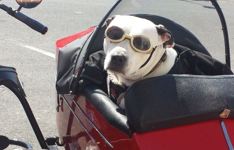 How to travel safely this long weekend with your furry friends