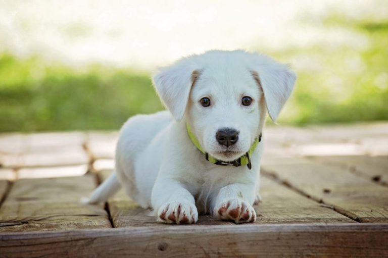 North Bay Police Service says look out for the puppy scam