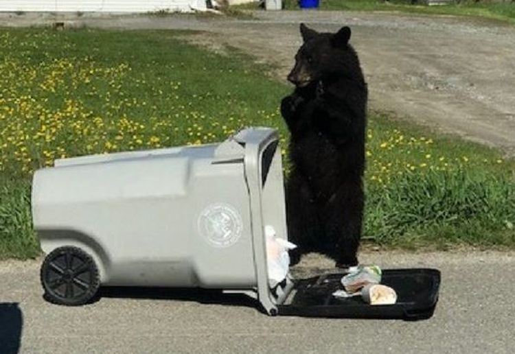MNRF asks North Bay residents to be Bear Wise