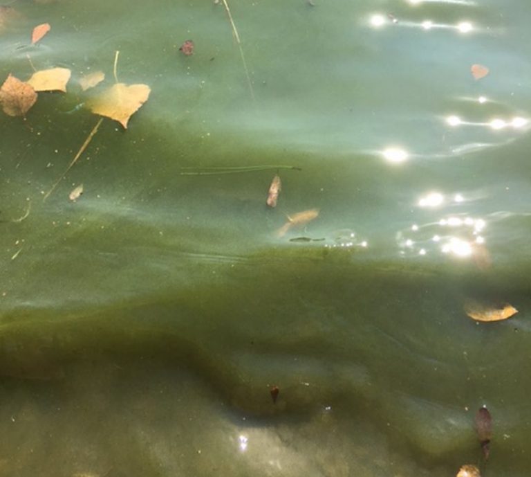 Harmful blue-green algae confirmed in Lake Nosbonsing