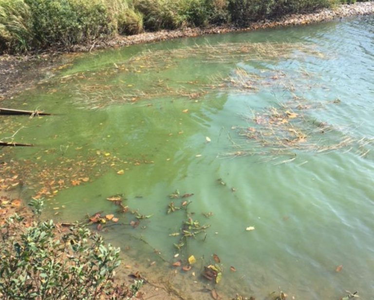 Blue-green algae confirmed in Sand Lake