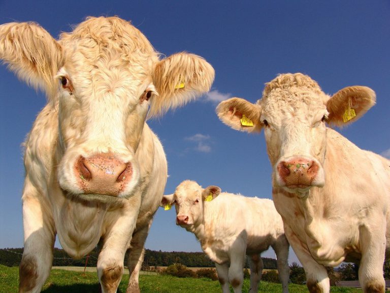 Where have they moo-ved to? OPP searching for 100K in escaped cattle