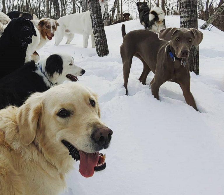 This local business leaves clients ‘as tired as a dog’ — and that’s the whole idea