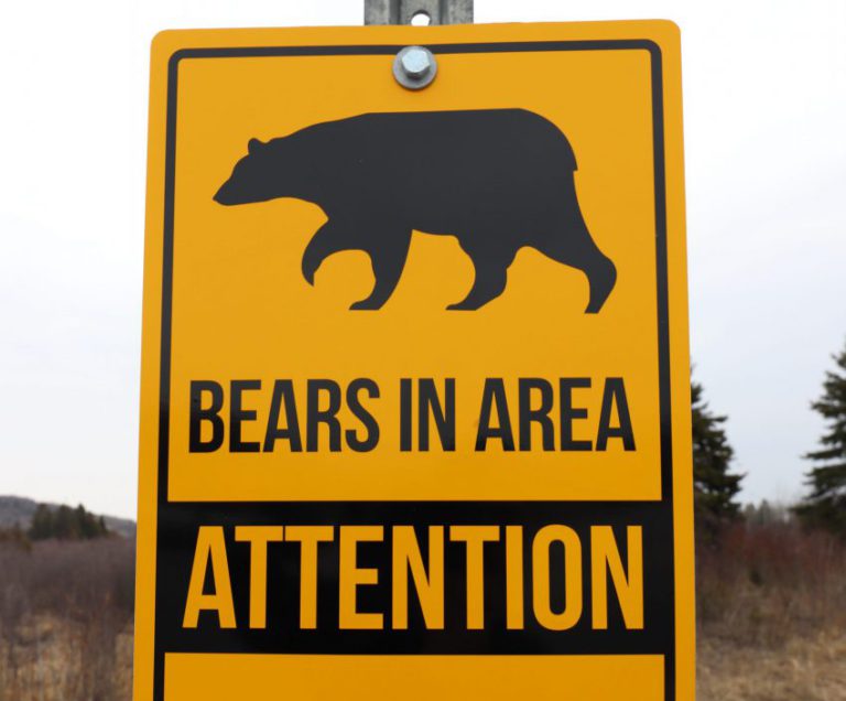 Warning about bear sightings in North Bay