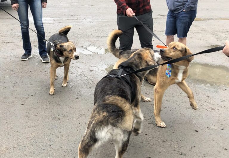 ‘Miracle Puppies’ reunited one year later