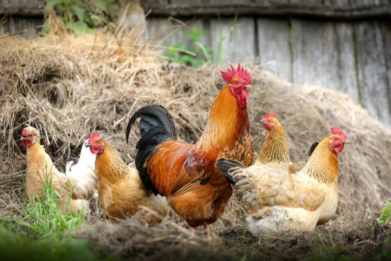 No further research on backyard chicken coops: council