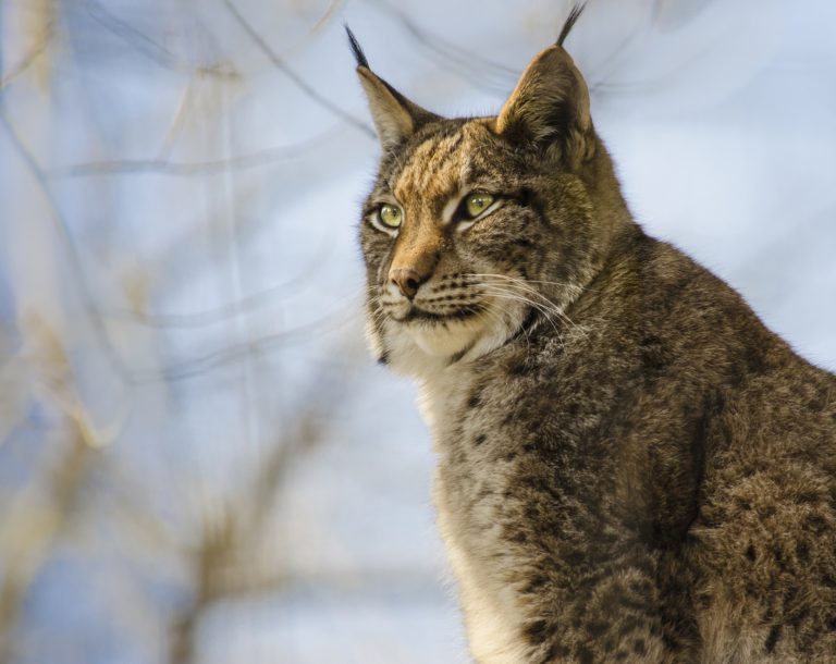 More lynx sightings might indicate a larger population of the cat in Northern Ontario