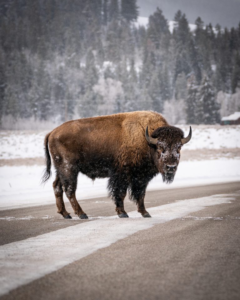 Bison roaming HWY 64