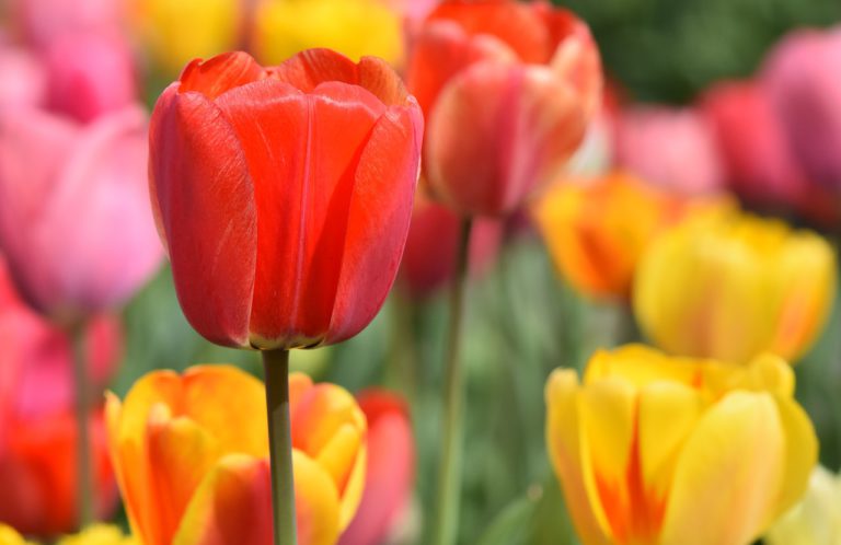 Plenty of benefits with Rotary tulip fundraiser