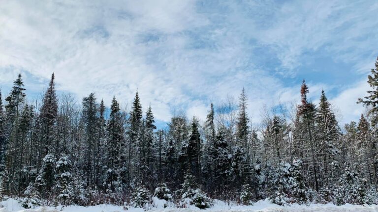 Forests Ontario honours three area residents