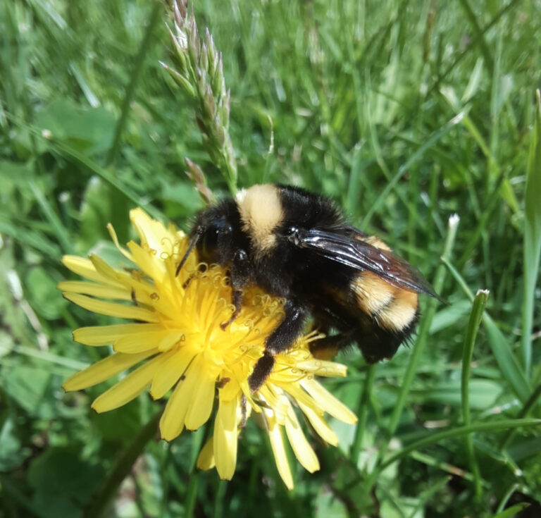 Survey finds declining bee species locally