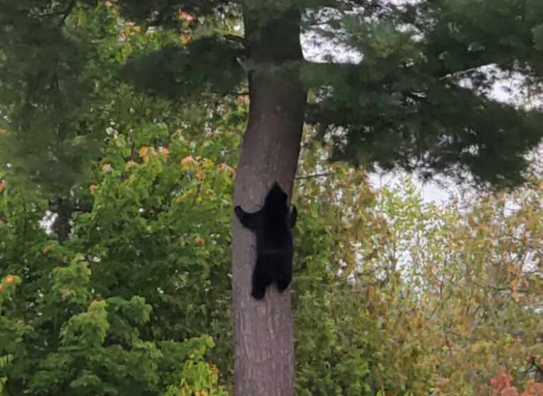 Nuisance bears relocated from Mattawa