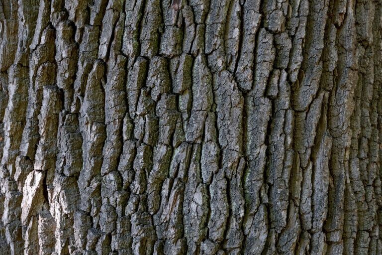 Ash borer infested trees being removed