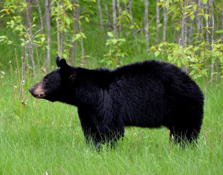 Black bear sighting on Duke Street West