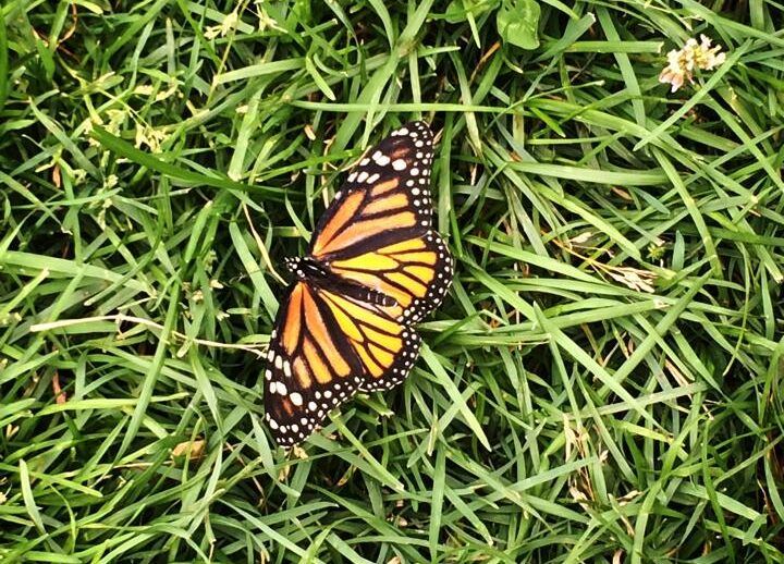 NNPCN holds 14th annual butterfly release