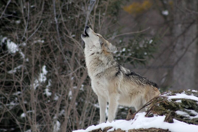 Algonquin Park to be featured as part of CBC show