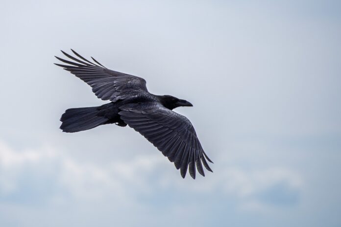 crow