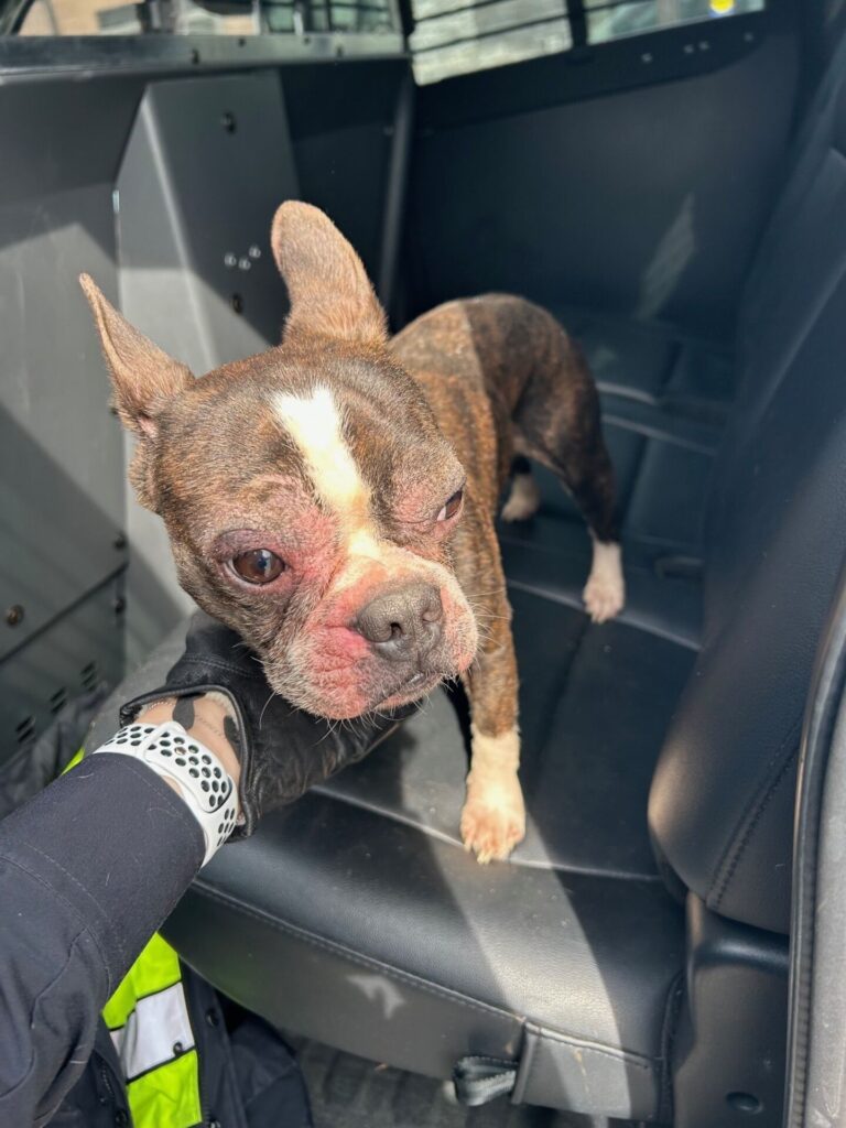 Dog rescued from under King’s Landing dock
