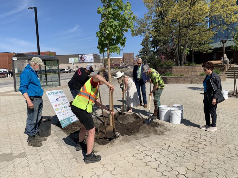 Three new trees planted to help mark North Bay’s centennial