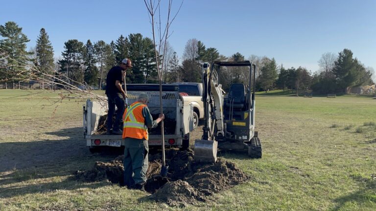 Partnership brings over 20 trees to Silver Birches